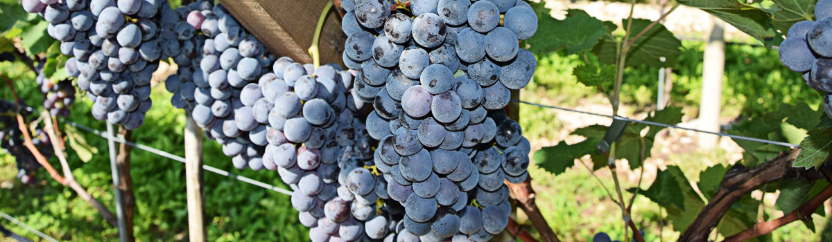 cantiva vinicola arkahof Alto Adige Caldaro